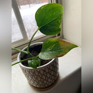 Pothos Plant